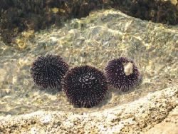 Sea urchins along coastline by Damir Skific 